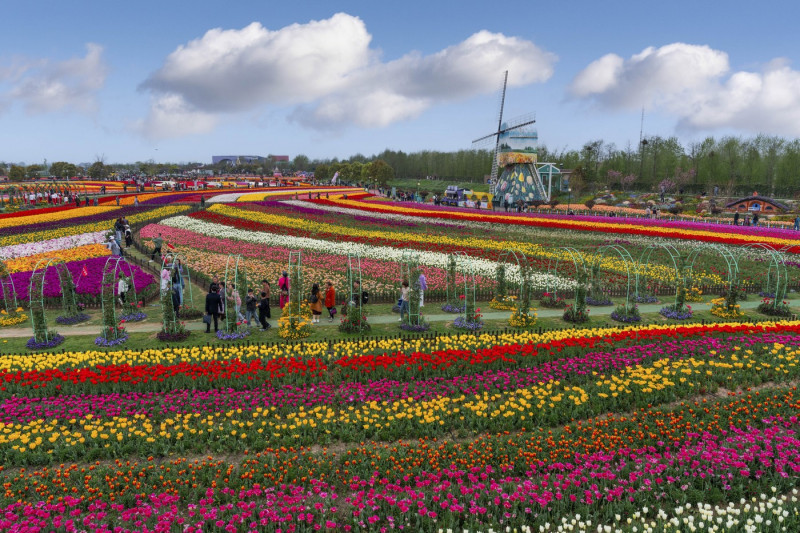 TULIPS IN CHINA