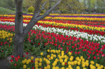 TULIPS IN CHINA