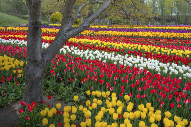 TULIPS IN CHINA