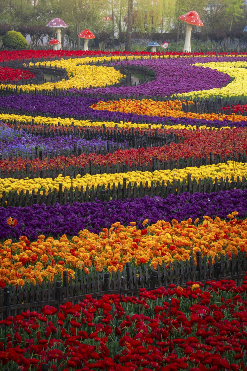 TULIPS IN CHINA