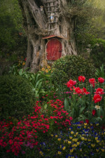 TULIPS IN CHINA