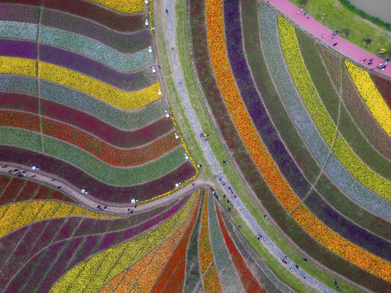 TULIPS IN CHINA