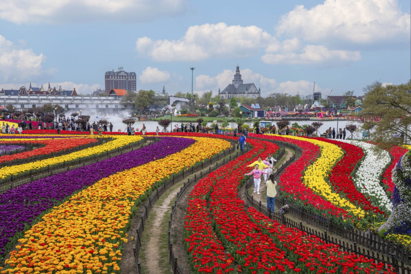 TULIPS IN CHINA