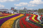 TULIPS IN CHINA