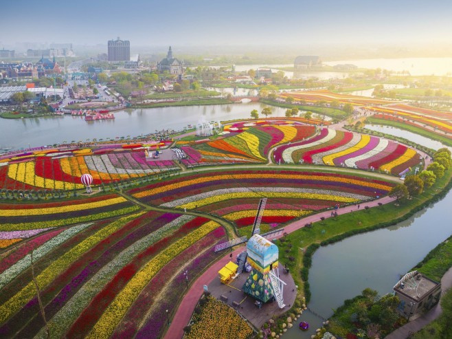 TULIPS IN CHINA