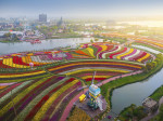 TULIPS IN CHINA