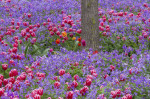 TULIPS IN CHINA