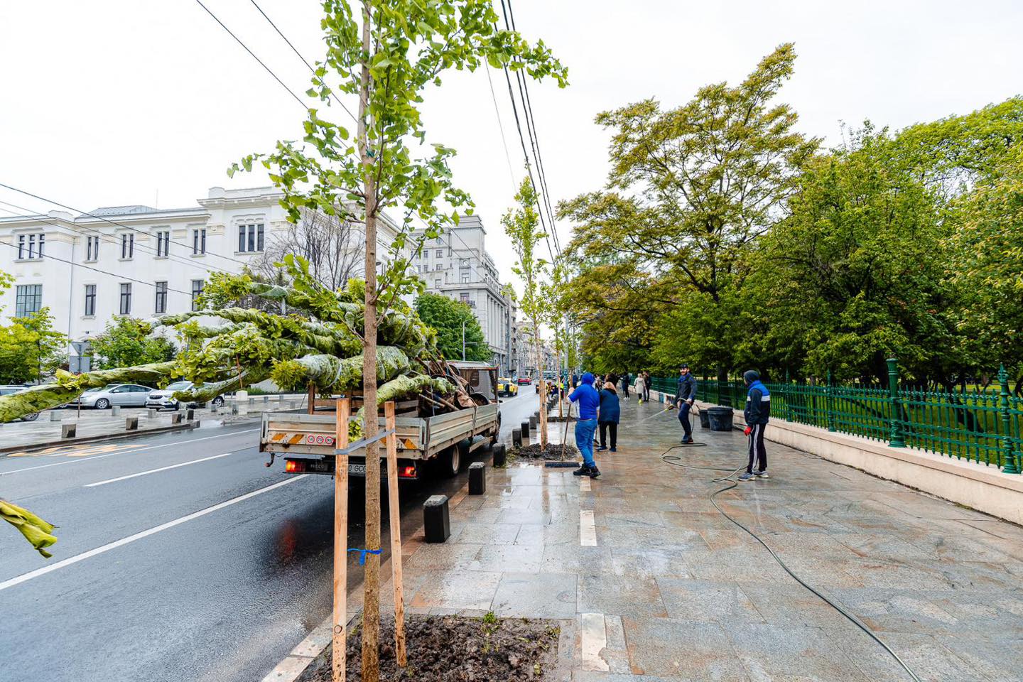 PMB a început plantarea a aproape 100 de arbori în zona Parcului Cișmigiu, în cadrul proiectului Coroană Verde pentru Regina Elisabeta