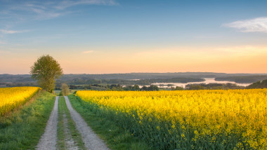 Canola Field, Jutland, Denmark