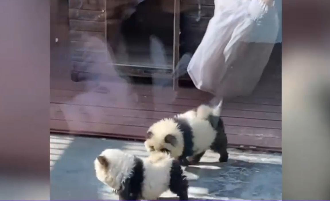 VIDEO Un zoo din China a vopsit doi cățeluși în alb și negru și i-a taxat cu 3 dolari pe credulii care au mers să vadă „câinii-panda”