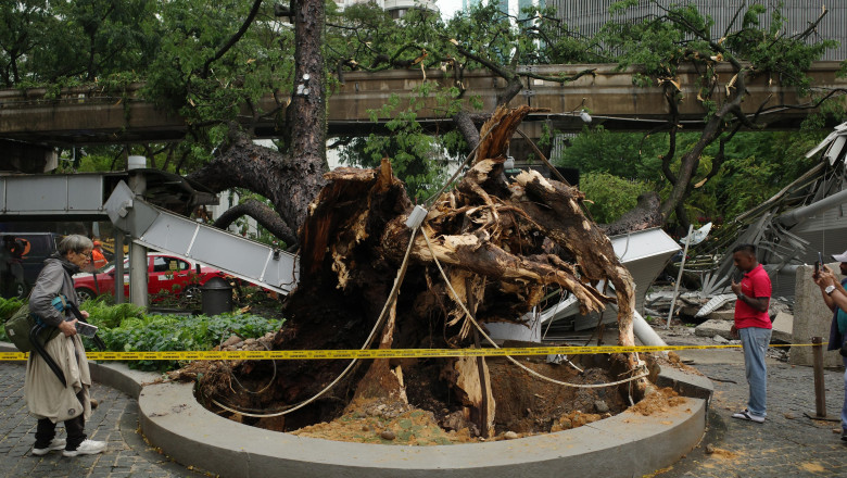 un copac masiv s-a prăbușit pe un bulevard din Kuala Lumour