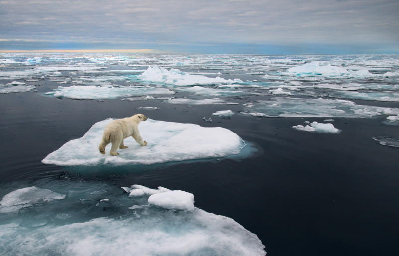 Polar,Bear,On,Ice,Floe,In,Norwegian,Arctic,Waters,,Searching