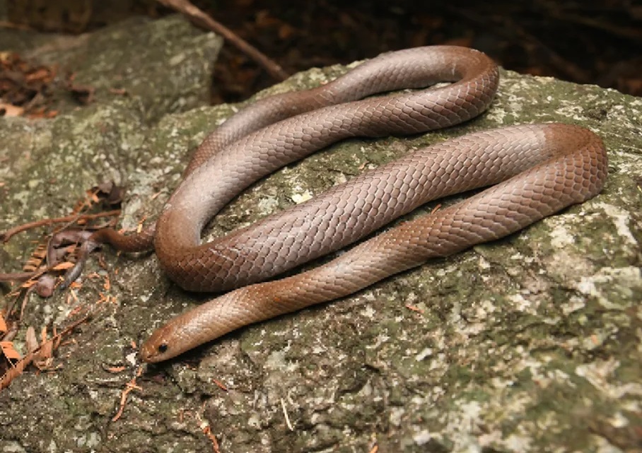 Doi cercetători au plecat în căutarea unui șarpe, în Thailanda, dar au descoperit o specie cu totul nouă, cu dinții „ca niște lame”