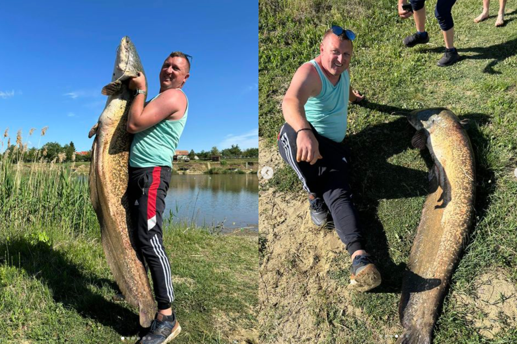 Pește uriaș, de peste 2 metri, capturat de un bărbat pe o baltă din Arad. Pescarii încearcă să-l prindă de 4 ani