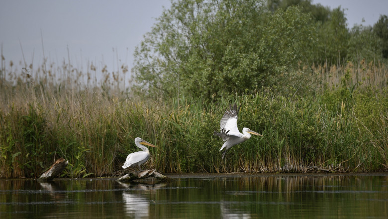 Vedere a unui canal secundar din apropierea bratului Sulina din Delta Dunarii, judetul Tulcea