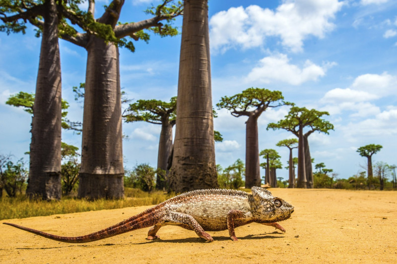 Malagasy giant chameleon