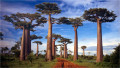 baobabi din Madagascari