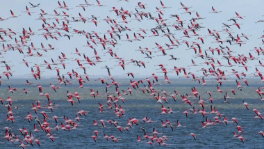 stol de flamingo-roz in zbor