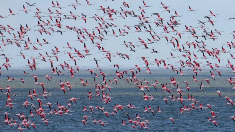 stol de flamingo-roz in zbor