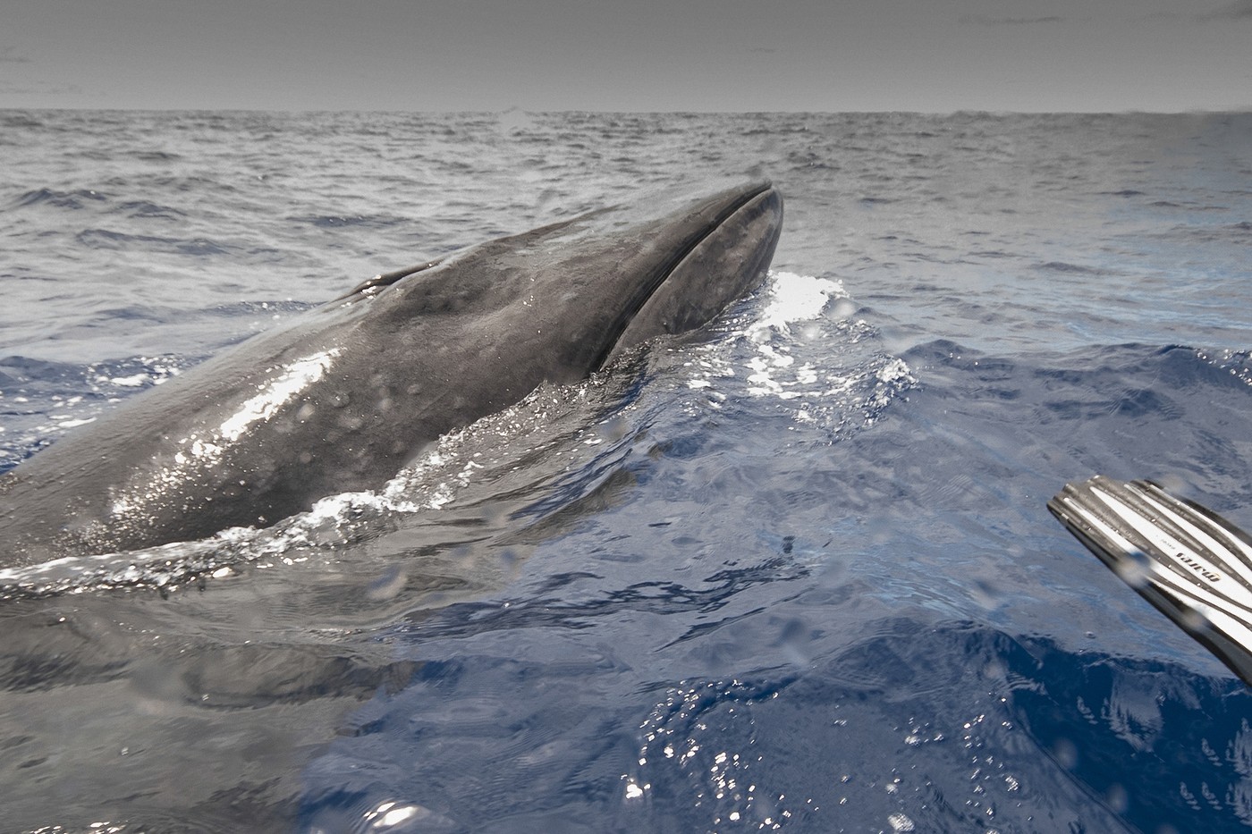 Virus mortal, detectat în respirația balenelor din Arctica cu ajutorul dronelor. Explicația pentru eșuările în masă ale mamiferelor