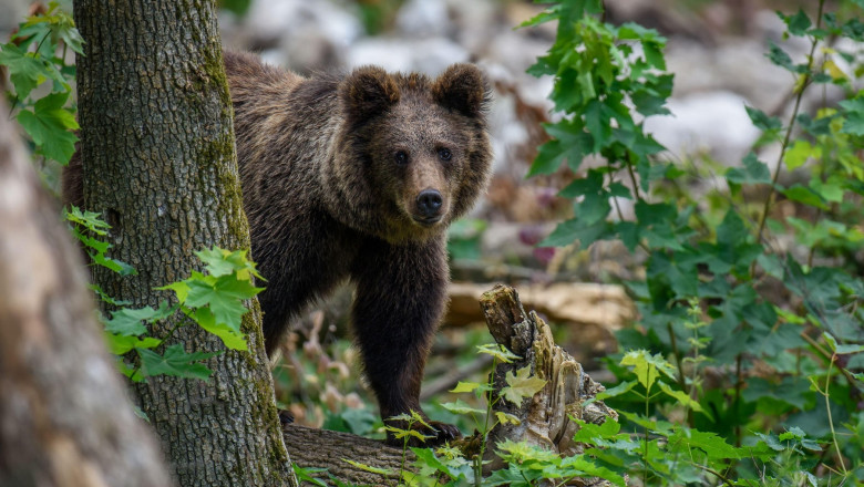 Prezenţa unui urs, semnalată în Piteşti. A fost emis mesaj RO-Alert