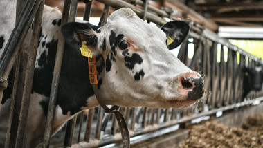 Vogelgrippe- Viren springen auf Rinder über Neubrandenburg, Deutschland 21.04.2024. Blick auf Milchkühe in einem Stall.