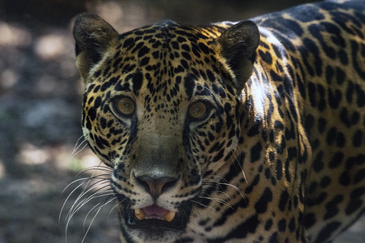 Ultimele grădini zoologice din Costa Rica au fost închise, iar animalele duse în centre de salvare
