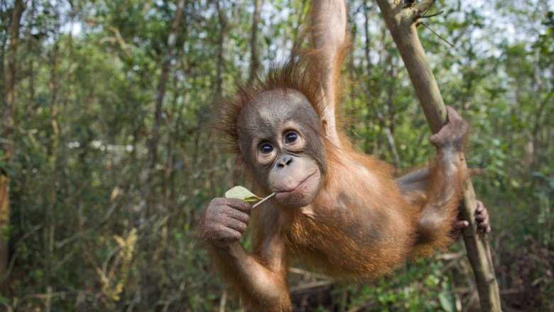 Orangutan