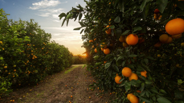 plantatie portocale