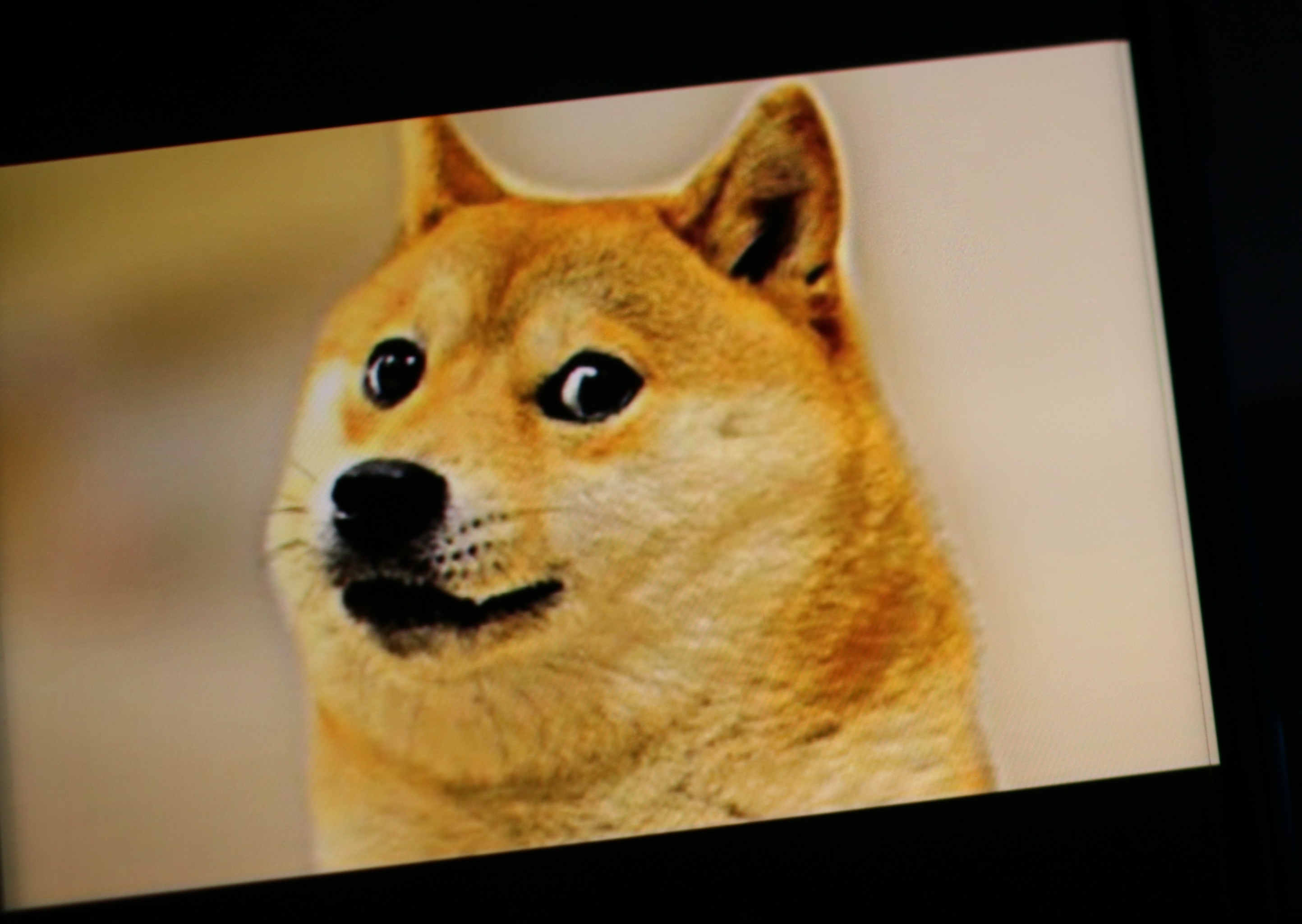 A murit Kabosu, câinele care a inspirat criptomoneda „Dogecoin”