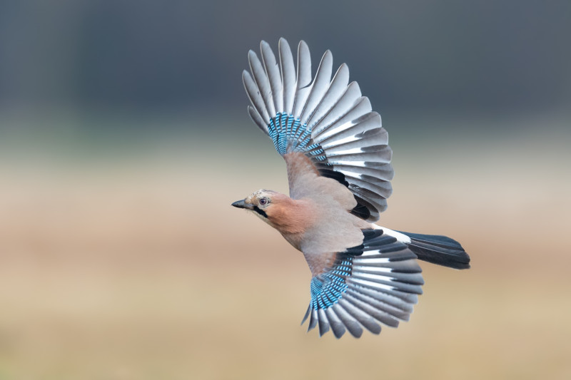 Flights,Over,The,Meadow,Early,In,The,Morning,,Eurasian,Jay