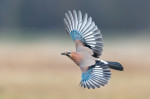 Flights,Over,The,Meadow,Early,In,The,Morning,,Eurasian,Jay