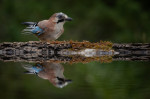 Eurasian Jay Bird feeding on the edge of a pool with full reflection