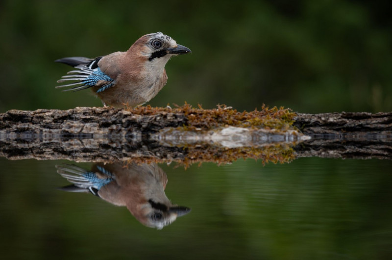 Eurasian Jay Bird feeding on the edge of a pool with full reflection