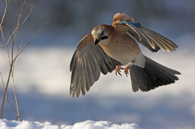 Eichelhher, European Jay, Jay, Eurasian Jay, (Garrulus glandarius), Geai des chnes, Arrendajo Comn, Arrendajo, Winter, Schnee, Flugaufnahme,