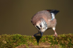 Nieuwsgierige Vlaamse gaai (Garrulus glandarius) op bemoste stronk, BelgiÃ« Curious Eurasian jay (Garrulus glandarius) perched on moss covered trunk, Belgium