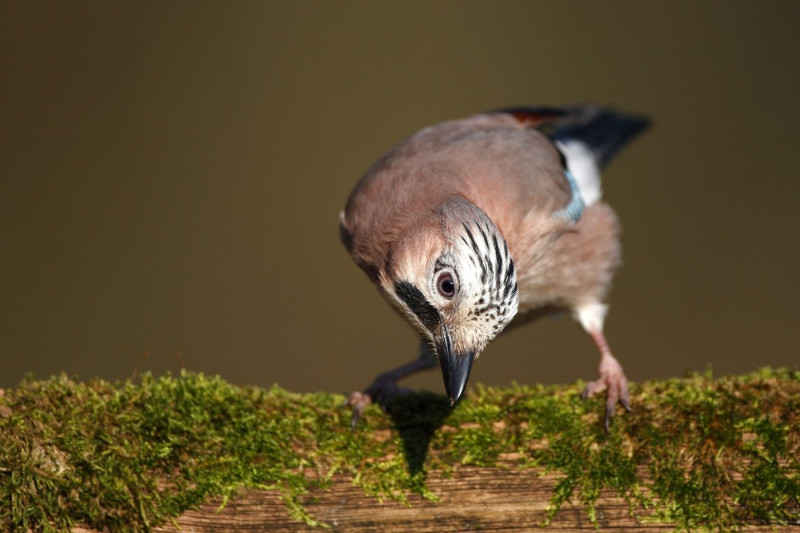 Nieuwsgierige Vlaamse gaai (Garrulus glandarius) op bemoste stronk, BelgiÃ« Curious Eurasian jay (Garrulus glandarius) perched on moss covered trunk, Belgium