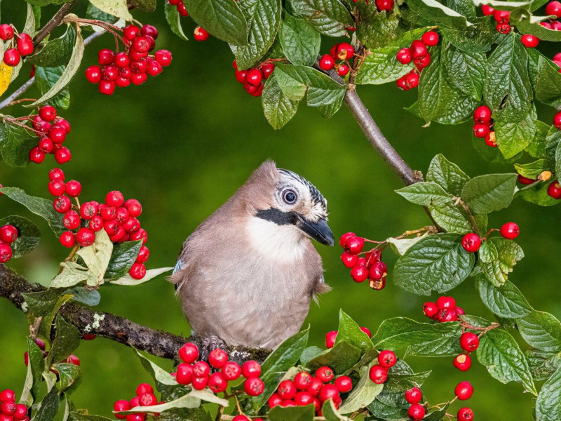 Aberystwyth, Ceredigion, Wales, UK. 18th Oct, 2021. A eurasian jay (Garrulus glandarius) is foraging for food in a cotoneaster tree laden with red berries.Credit: Phil Jones/Alamy Live News