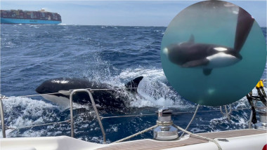 bărci "atacate" de balene ucigașe