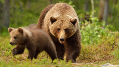 Ursoaică cu un pui de urs