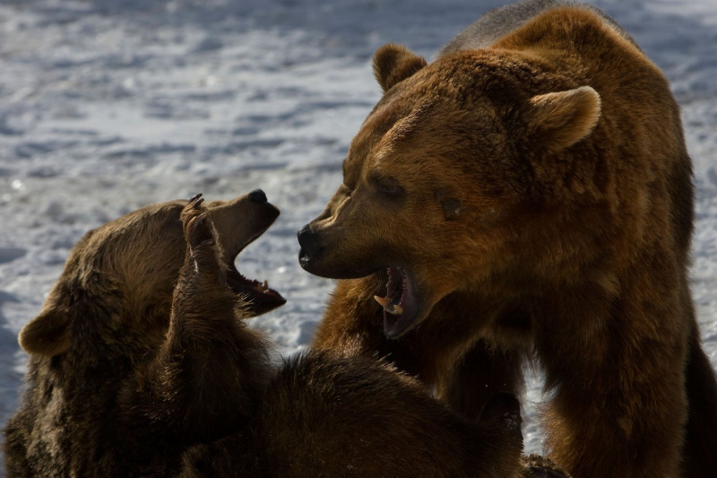 Grizzly bears fighting/playing