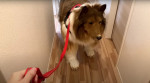 Man wearing $15,000 ultra-realistic Border Collie costume is locked in dog crate, plays with rope toys and gets belly rubs as he enjoys life as a dog