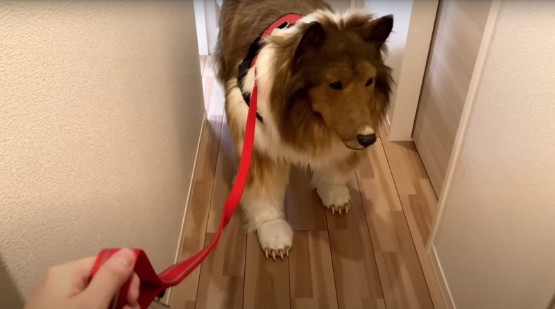 Man wearing $15,000 ultra-realistic Border Collie costume is locked in dog crate, plays with rope toys and gets belly rubs as he enjoys life as a dog