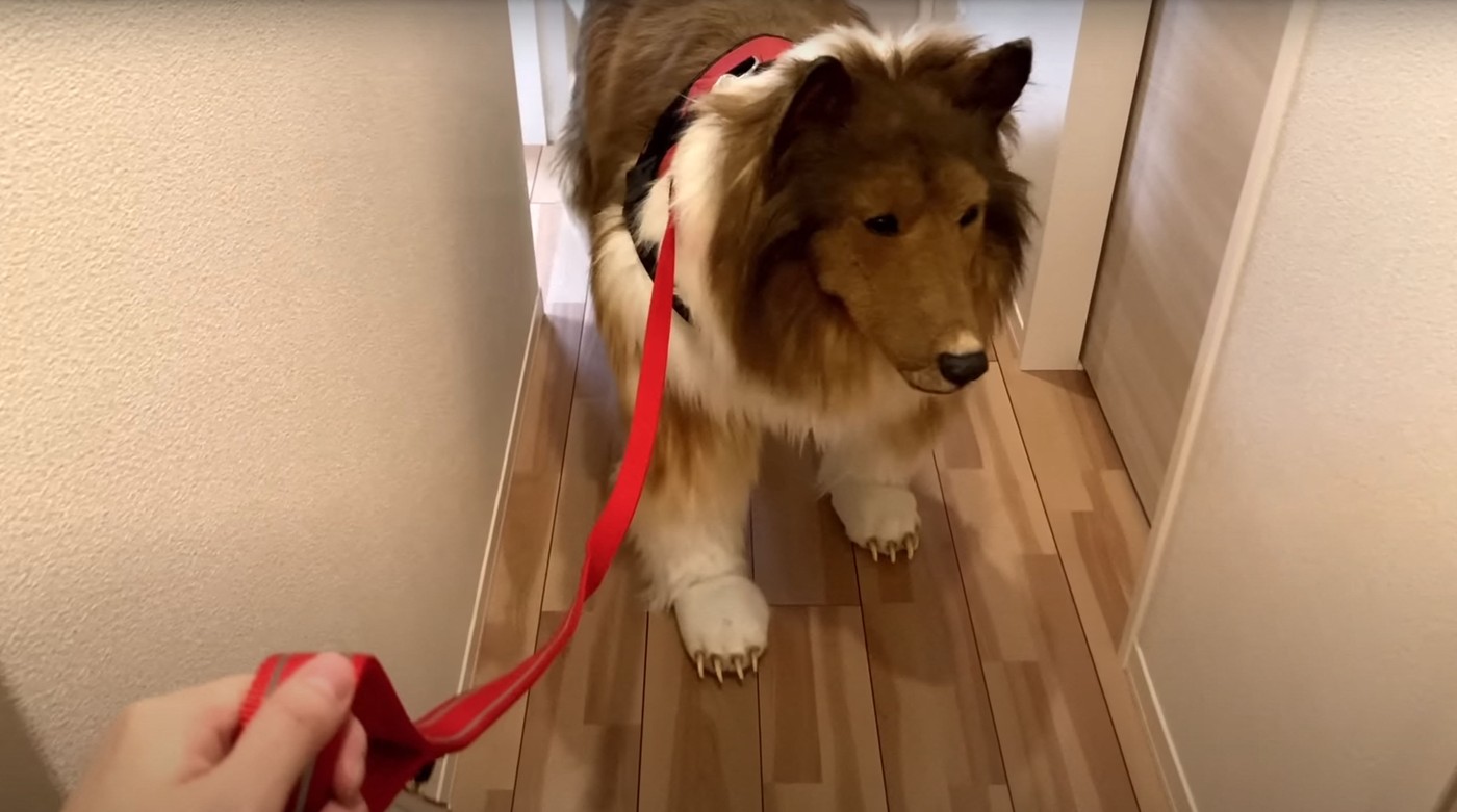 Japonezul cunoscut în toată lumea pentru că a cheltuit 14.000 $ ca să se transforme în câine vrea acum să devină alt animal