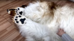 Man wearing $15,000 ultra-realistic Border Collie costume is locked in dog crate, plays with rope toys and gets belly rubs as he enjoys life as a dog