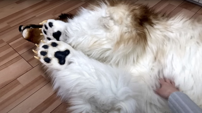 Man wearing $15,000 ultra-realistic Border Collie costume is locked in dog crate, plays with rope toys and gets belly rubs as he enjoys life as a dog