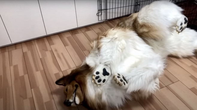 Man wearing $15,000 ultra-realistic Border Collie costume is locked in dog crate, plays with rope toys and gets belly rubs as he enjoys life as a dog