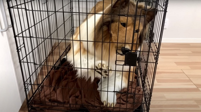 Man wearing $15,000 ultra-realistic Border Collie costume is locked in dog crate, plays with rope toys and gets belly rubs as he enjoys life as a dog