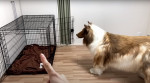 Man wearing $15,000 ultra-realistic Border Collie costume is locked in dog crate, plays with rope toys and gets belly rubs as he enjoys life as a dog