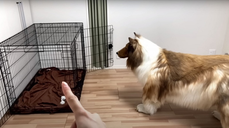 Man wearing $15,000 ultra-realistic Border Collie costume is locked in dog crate, plays with rope toys and gets belly rubs as he enjoys life as a dog